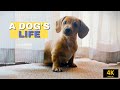 A Dog's Life: Cute Dog Compilation, 4K