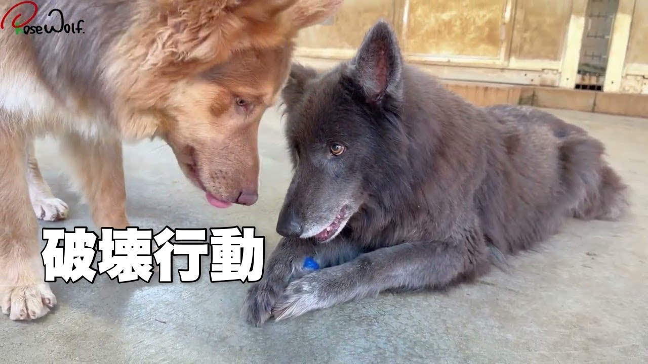 It's healing to see how happy they get just by giving them a toy