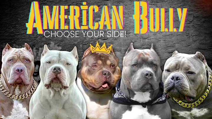 American Bully Sizes - 5 different types, which size is more suitable for you?! - DayDayNews