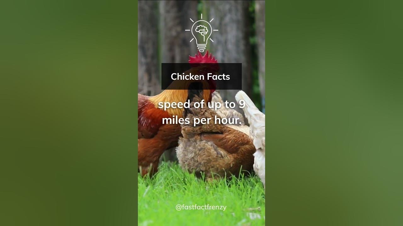 How fast can chickens run? shorts animals YouTube