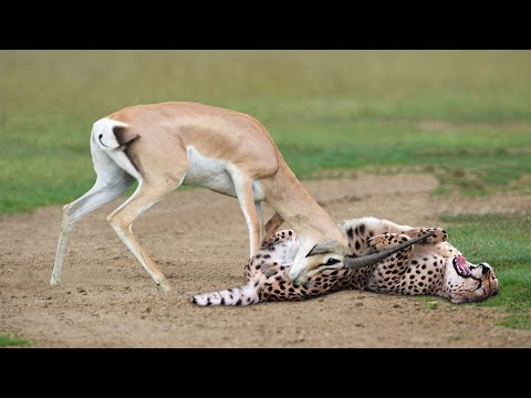 WORLD’S FASTEST ANIMALS FAIL! Grant’s Gazzele Take Down Cheetah With Horns, Lion Hunt Imapala Fail