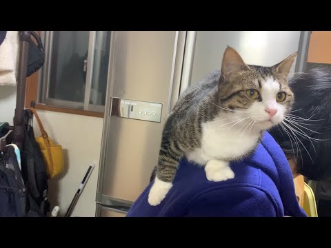 飼い主を踏み台にして堂々と登る猫