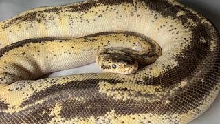 I have THOUSANDS of Ball Pythons, let’s take a look at some of my Adults!