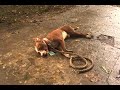 Hombre mató a pitbull por defender a perro criollo en Puerto Berrio