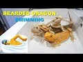 Bearded Dragons Swimming And Exercise !! Tips and Tricks