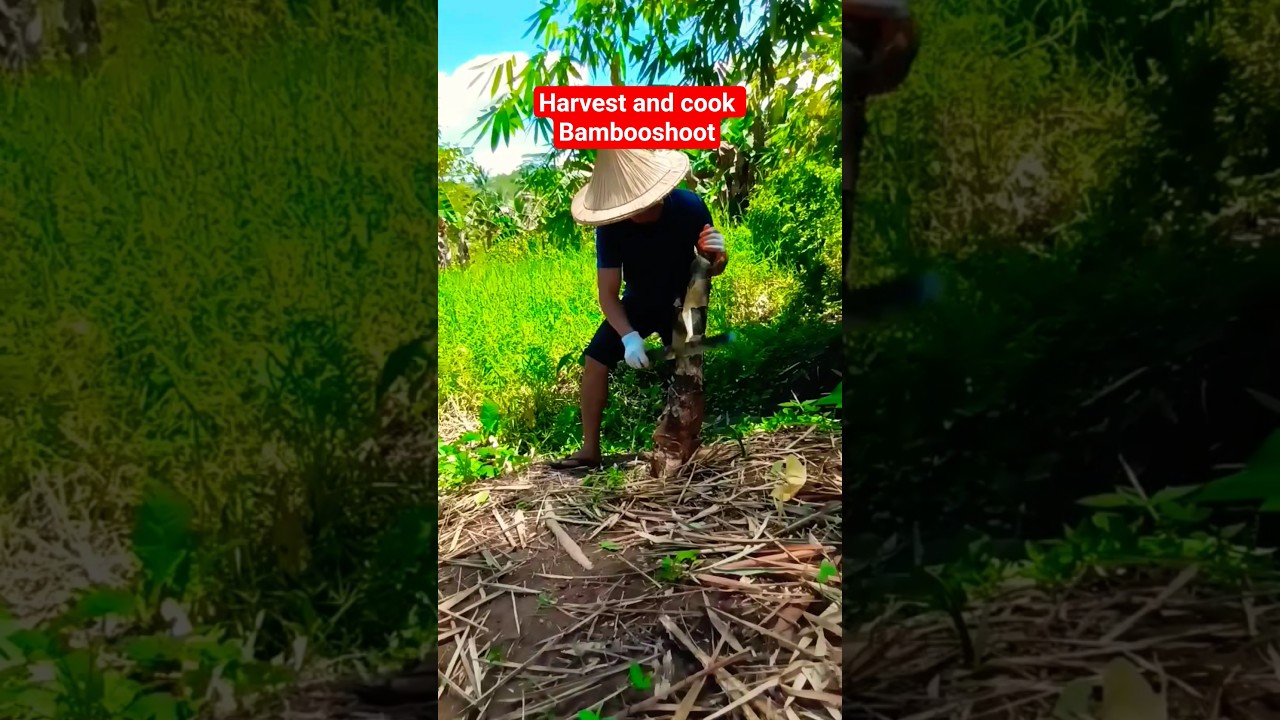 #harvest #cook #ginataan #bamboo #bambooshoot #saluyot #countryside # ...
