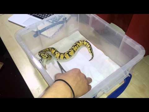 Ball python eats two F.T rats