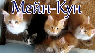 Мейн-кун, история породы, вакцинация котят Мейн куна. Советы ветеринара