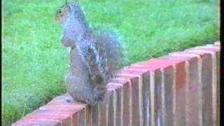 Persistant Scuggie (Hampshire Squirrel)