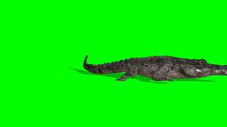 Green screen crocodile alligatir crocodile reptile effect   1  free download