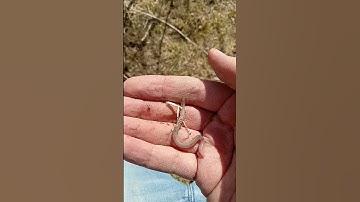 Did I Find Earthworms or Nightcrawlers??  🤔  #shorts #learning #nature