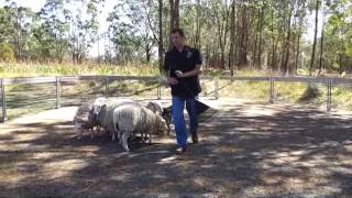 Instinct testing SteveO by Australian Working Dog Rescue 1,047 views 10 years ago 2 minutes, 14 seconds