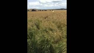 My English Bull Terrier Is A Kangaroo