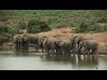 Addo Elephant National Park, South Africa — February 2026