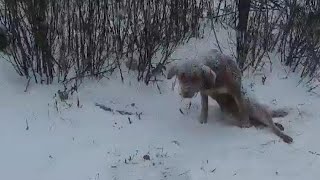 He was hit by a bat to paralyzed and dumped alone in snow, dragging in desperate... by The DoCa 1,051 views 1 month ago 4 minutes, 2 seconds