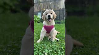 Spoiled Pets Challenge Lets Support Small Creators Together