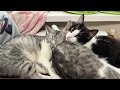 Cute cats in rented apartment live stream