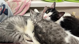 Cute cats in rented apartment live stream