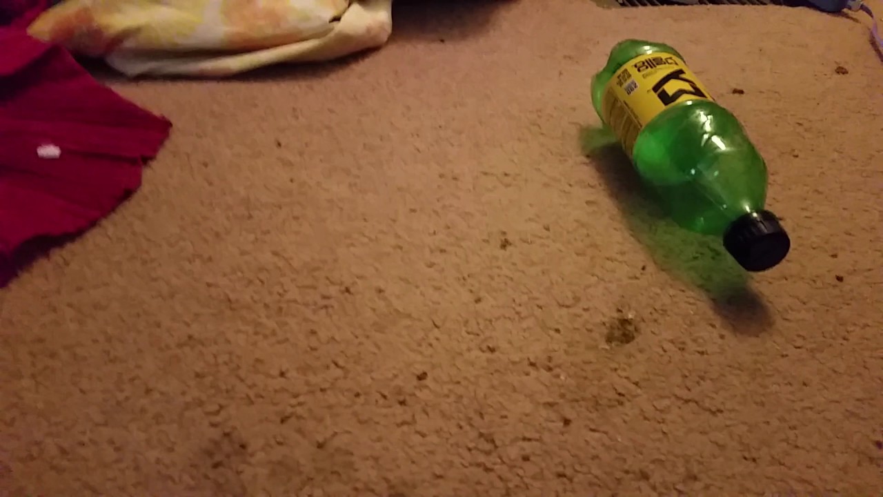 Ankhou Vs. wind up Easter chick!