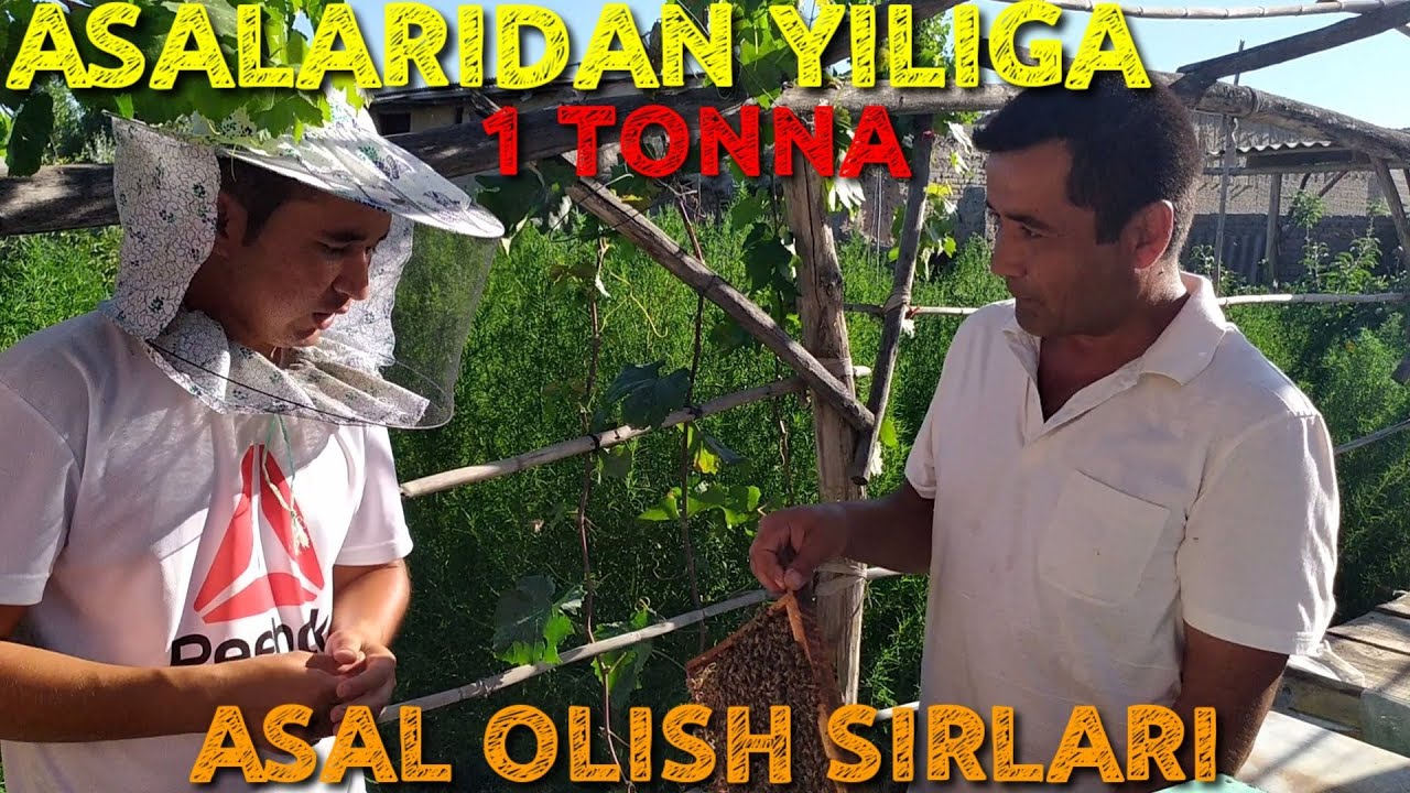 ASALARILAR BOQISH BIZNESI TOʻGRISIDA BATAFSIL MALUMOT