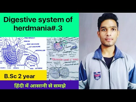 Digestive system of herdmania B.Sc 2 year zoology