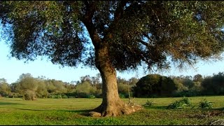 من اجمل غابات المغرب