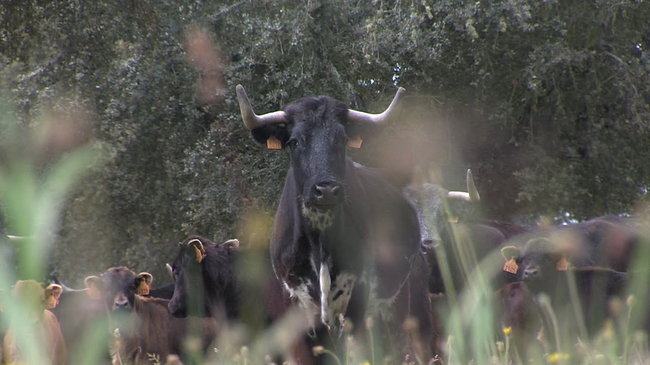 Ganadería Valdefresno