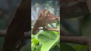 The rip-roaring life of a chameleon!