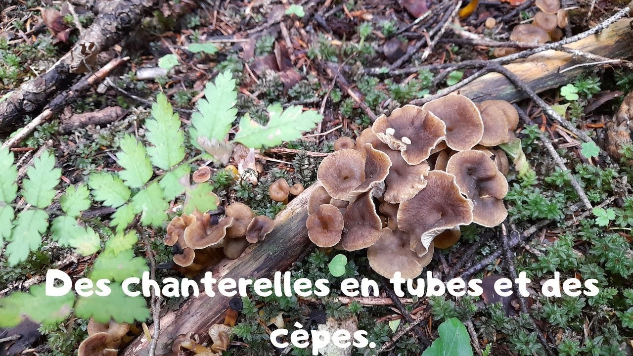 Des chanterelles en tubes et des cèpes YouTube