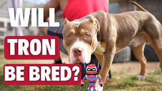 Will Tron Be Bred?!?!?