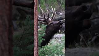 Massive elk Hunt in Deep Forest USA