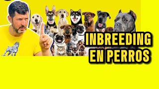 VENTAJAS Y DESVENTAJAS DEL INBREEDING EN PERROS