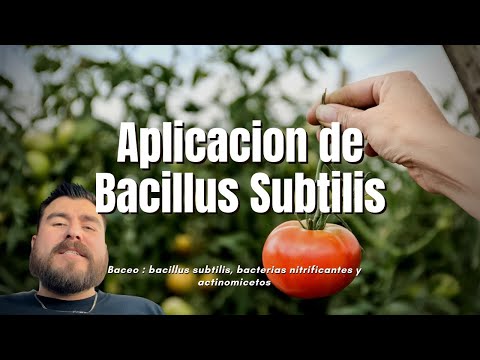 Videó: Mi a Bacillus subtilis Gram-reakciója?