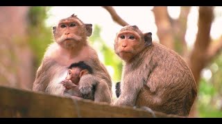 SOFT FACE F MONKEYS MEAN THEY ARE KINDNESS screenshot 2