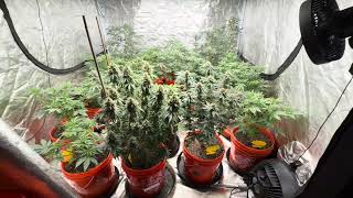 2026 Update Week8 On The Girls