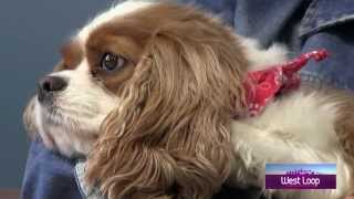 West Loop Chicago - WLCO Member Feature - Paw Naturals
