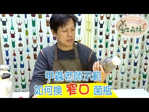 幫鍬雞母蟲 換窄口菌瓶  鍬形蟲幼蟲入菌 ★ 虹森林chentsei 甲蟲老師 ★