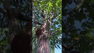 Rainbow eucalyptus tree in Puerto Rico. #nature #trees #puertorico