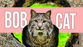 Reasons You Dont Want A Bobcat As Pet