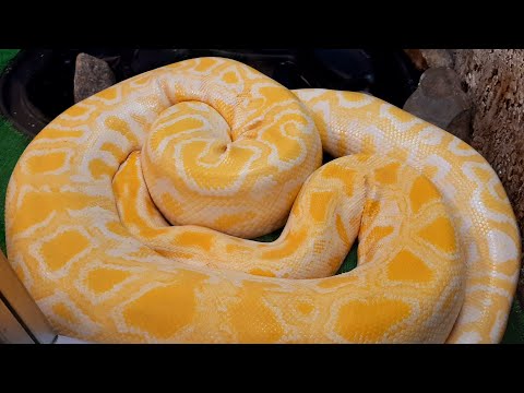 😱SLEEPING BURMESE PYTHON😱 WHAT PYTHONS EAT? #snake #zoo  #burmese #europelife21