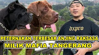 Mengungkap Peternakan Anjing Raksasa Terbesar Di Pulau Jawa