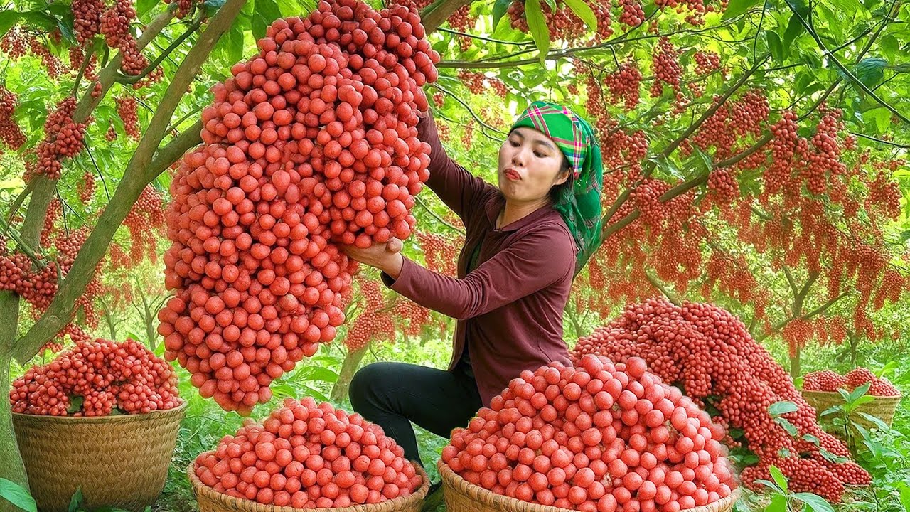 Cosecha frutos del bosque GIGANTES para vender - Cocina pescado para mi pequeña hija