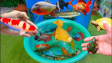 Bắt cá cảnh dễ thương, cá vàng, cá koi, cá trê panda, cá sấu, tôm, rùa con, cá da trơn