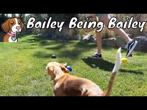 Bailey Chasing Balls - Bailey Being Bailey