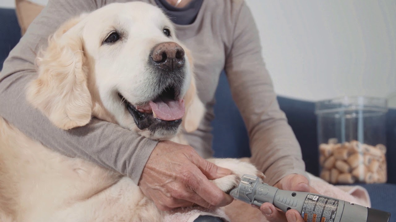 Dremel Ile Kopeginizin Tirnaklarini Nasil Torpulersiniz Youtube