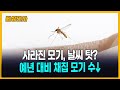 모기가 사라졌다? &#39;비 온 후&#39; 주의해야 [세상만사] #모기 #러브버그 #폭염