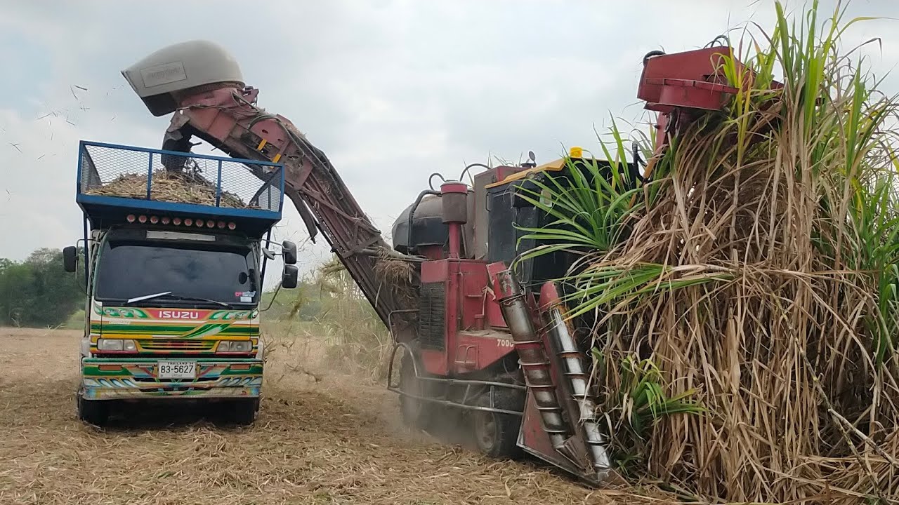 รถตัดเบอร์1 หน่วยขึ้นตรงโรงงานน้ำตาลบุรีรัมย์ อ้อยงามๆลำใหญ่ๆ