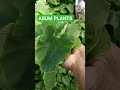 Arum leaves |🍀 🥑 | Plucking Sound of Arum leaves | #viral #shorts Mp3 Song