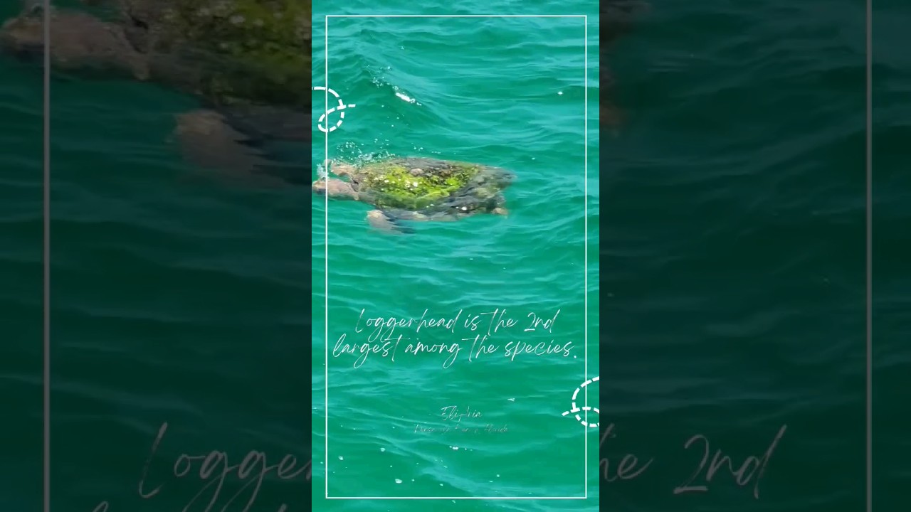 Loggerheads are the 2nd largest sea turtle. 