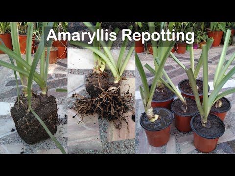 Video: Amaryllis Jordkrav: Hva er den beste potteblandingen for amaryllis